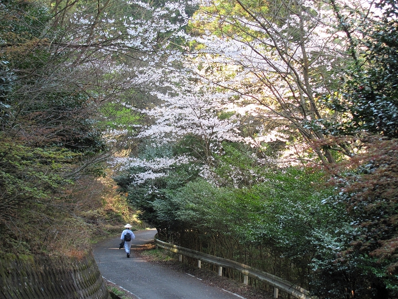 Henro beneath cherry blossoms