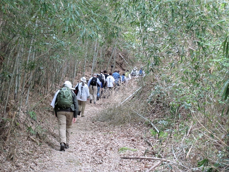 Through a bamboo grove