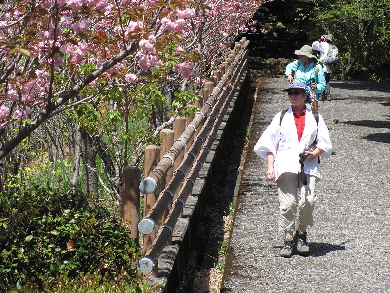 Enjoying the cherry blossoms at Konomineji