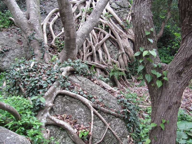 Tangled roots at Cape Muroto