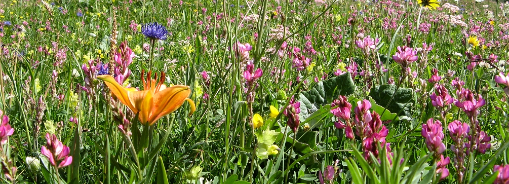 Flowering meadow near Passo Gardena, Dolomites of Italy