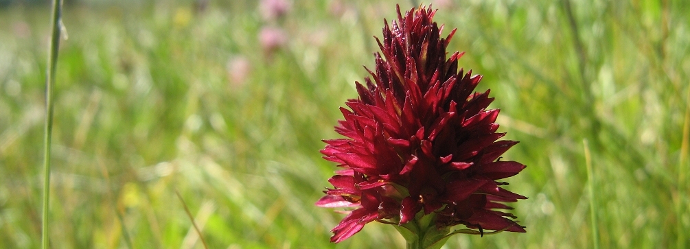 Nigritella orchid in the meadows of the Dolomites of Italy