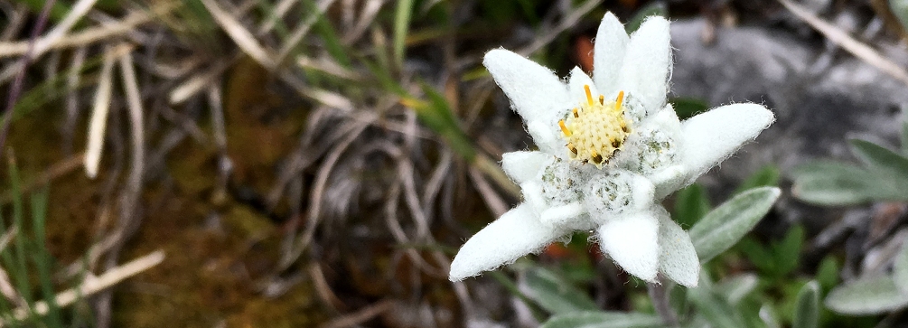 Edelweiss near Passo Gardena, Dolomites of Italy