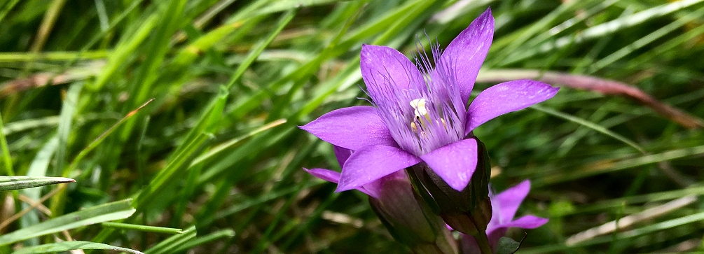 Gentianella (German gentian) in a Dolomites meadow