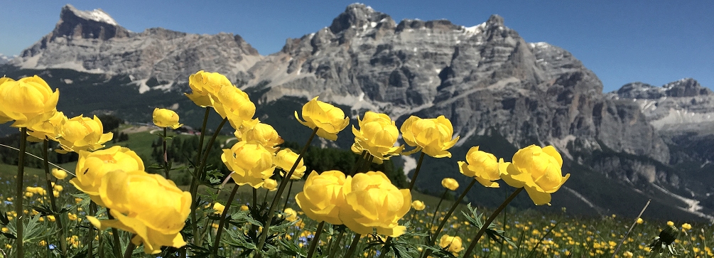 Globeflower (Trollius) blooming in the meadows of Pralongia, Dolomites of Italy