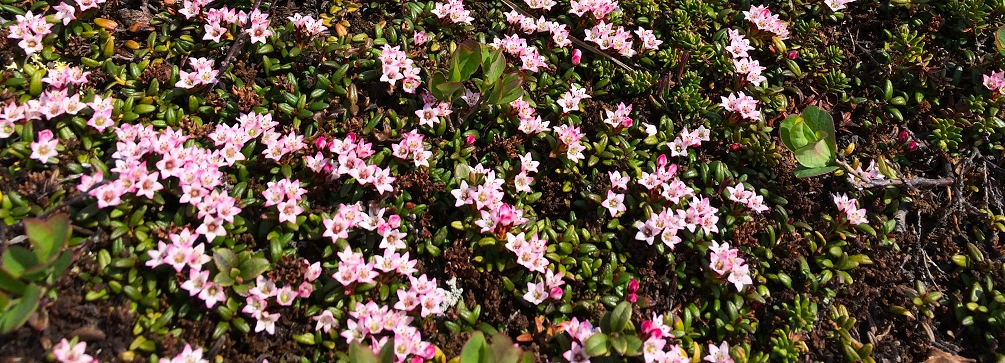 Tundra plants on the Hardangervidda