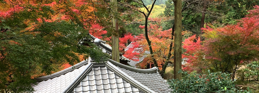 Fall color at Shiromineji, Temple 81, Shikoku Pilgrimage, Japan
