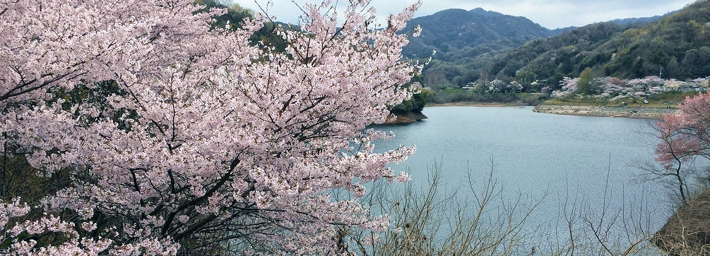 En route to Temple 88, Shikoku Pilgrimage, Japan