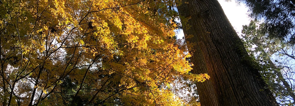 Fall color at Unpenji (Temple 66), Shikoku, Japan