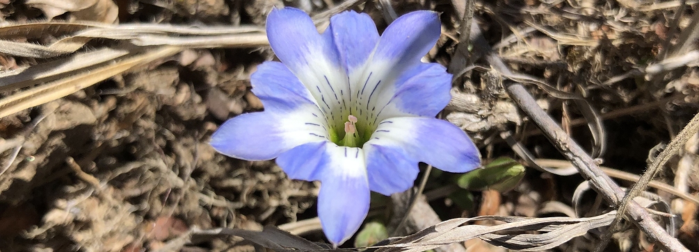 Gentiana thunbergii in the mountains of Kyushu, Japan