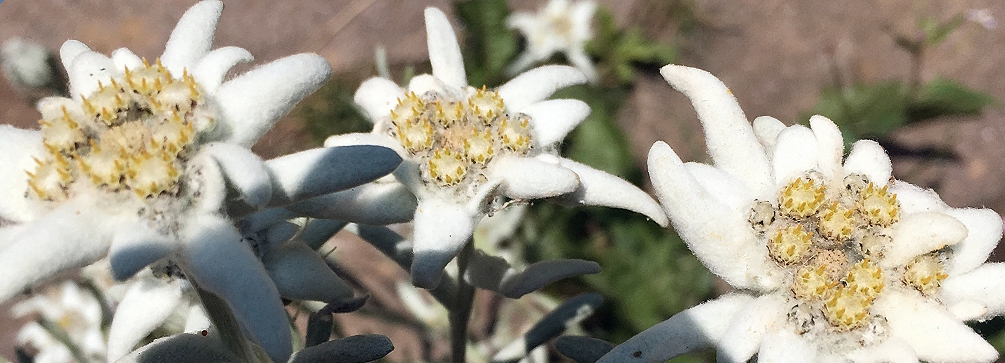 Leontopodium alpinum