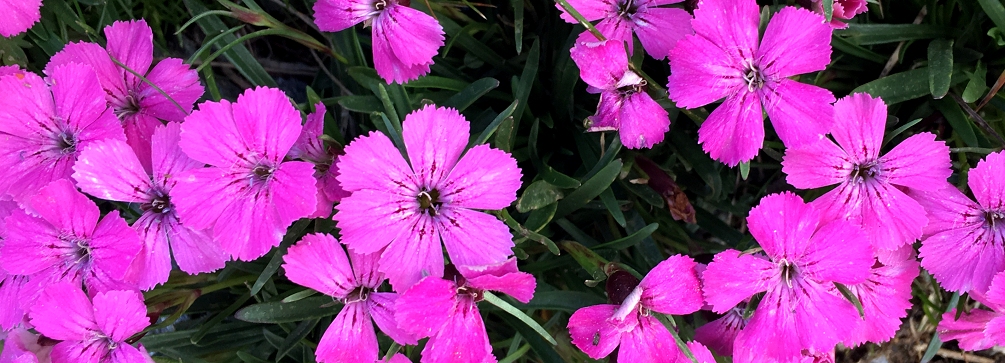 Alpine Pink (Dianthus sp)