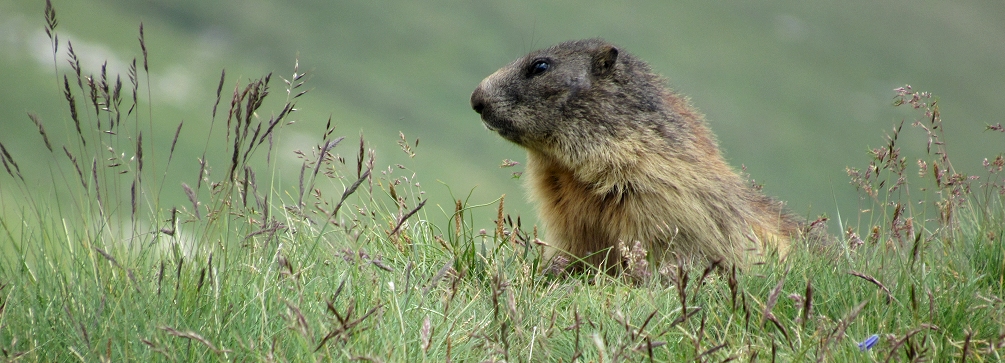 Marmot in the Austrian Alps