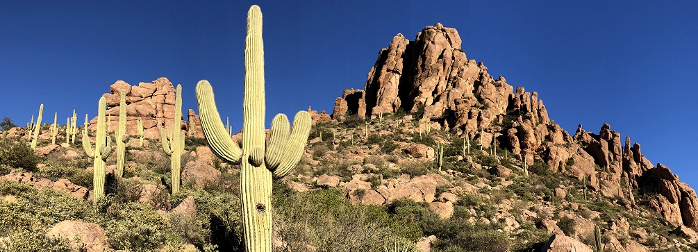 Saguaro cactus and the Superstition Mountains, Arizona